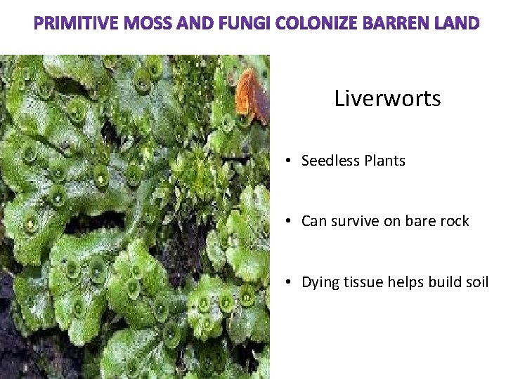 Liverworts • Seedless Plants • Can survive on bare rock • Dying tissue helps