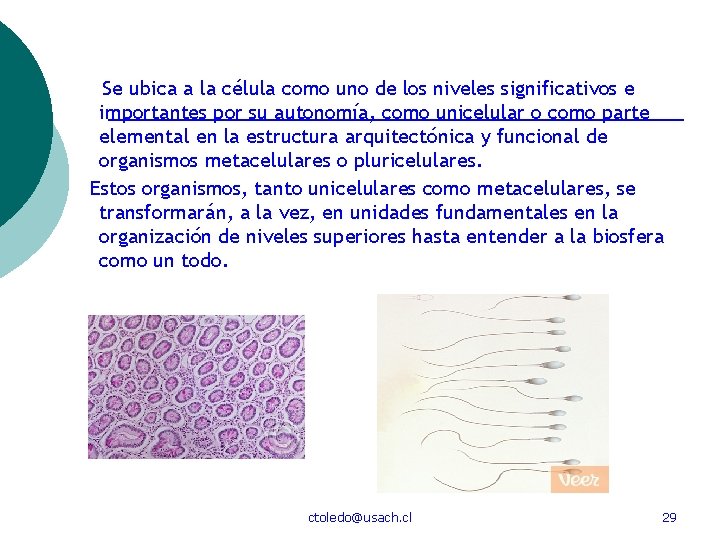 Se ubica a la célula como uno de los niveles significativos e importantes por
