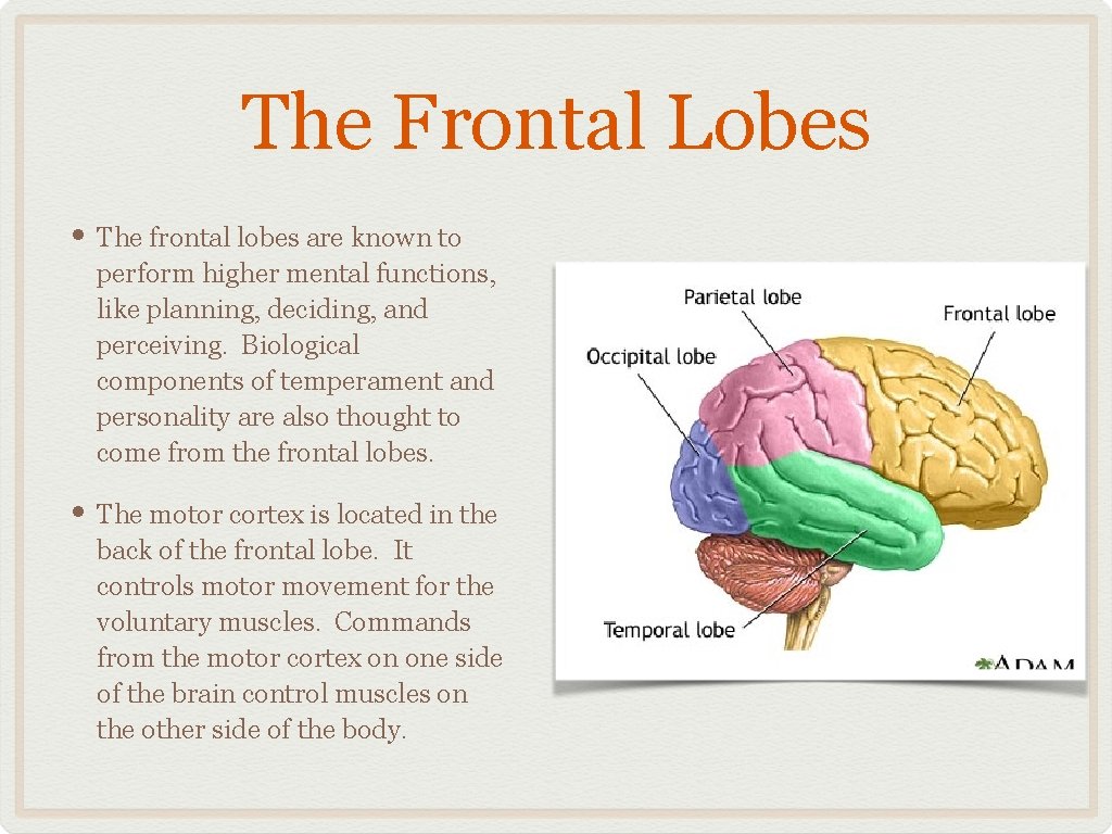 The Frontal Lobes • The frontal lobes are known to perform higher mental functions,
