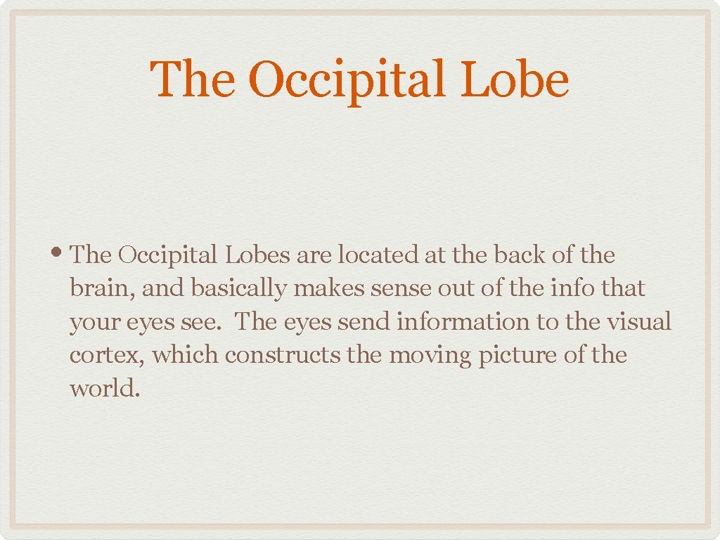 The Occipital Lobe • The Occipital Lobes are located at the back of the