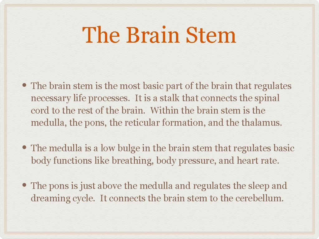 The Brain Stem • The brain stem is the most basic part of the