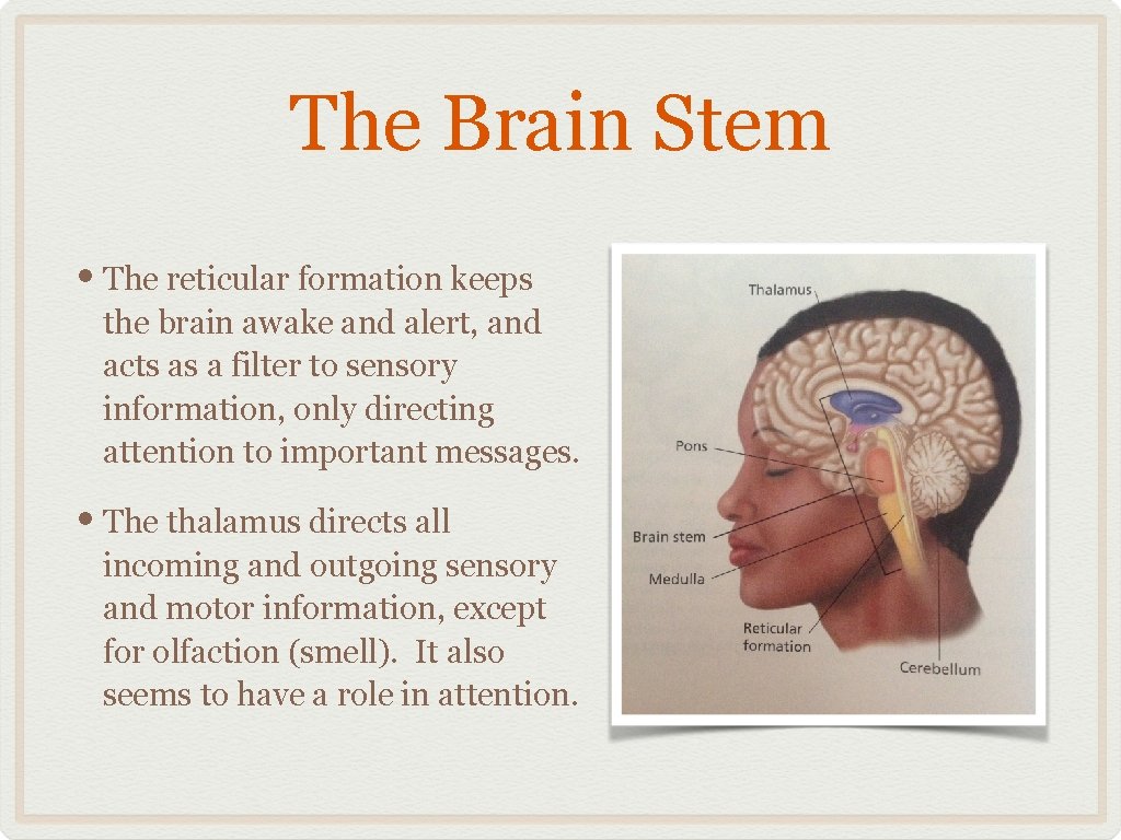 The Brain Stem • The reticular formation keeps the brain awake and alert, and