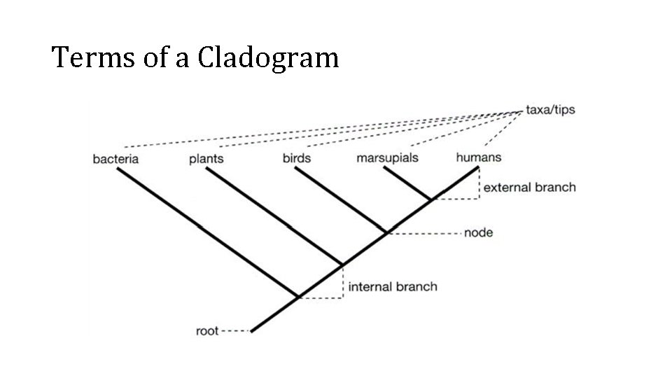 Terms of a Cladogram 