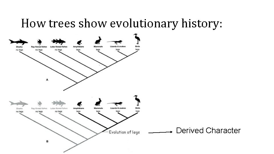 How trees show evolutionary history: Derived Character 