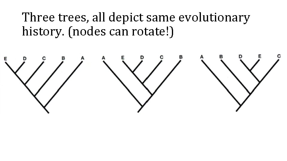 Three trees, all depict same evolutionary history. (nodes can rotate!) 