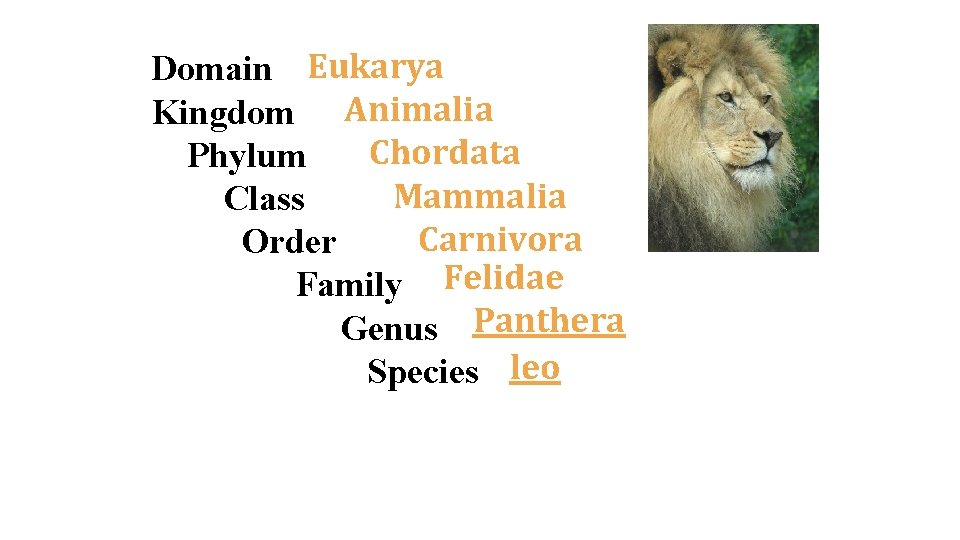 Domain Eukarya Kingdom Animalia Chordata Phylum Mammalia Class Carnivora Order Family Felidae Genus Panthera