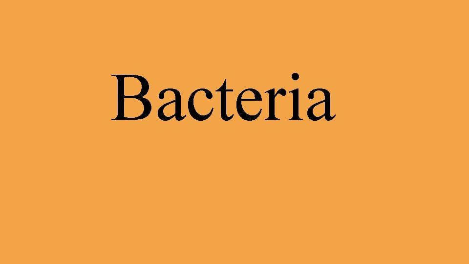 Bacteria 