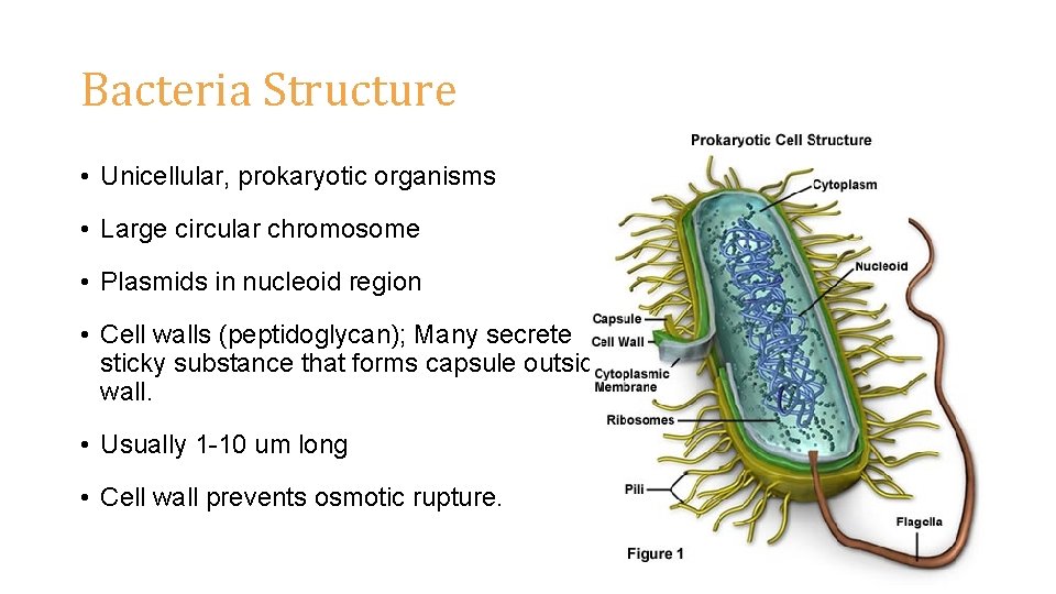 Bacteria Structure • Unicellular, prokaryotic organisms • Large circular chromosome • Plasmids in nucleoid