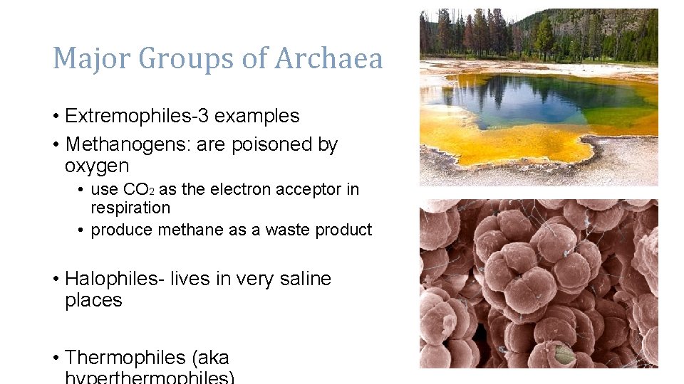 Major Groups of Archaea • Extremophiles-3 examples • Methanogens: are poisoned by oxygen •