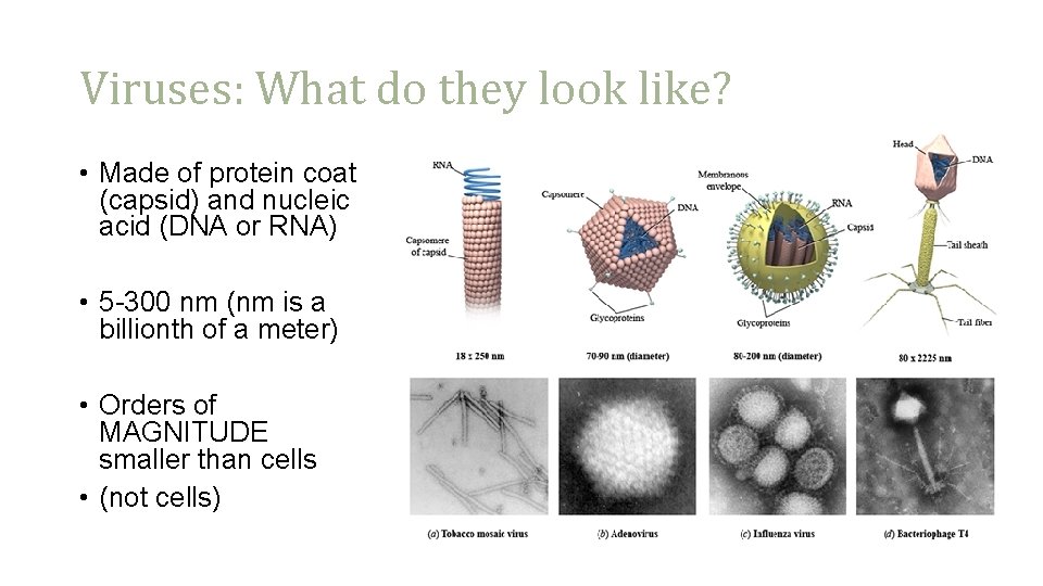 Viruses: What do they look like? • Made of protein coat (capsid) and nucleic