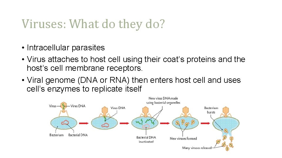 Viruses: What do they do? • Intracellular parasites • Virus attaches to host cell