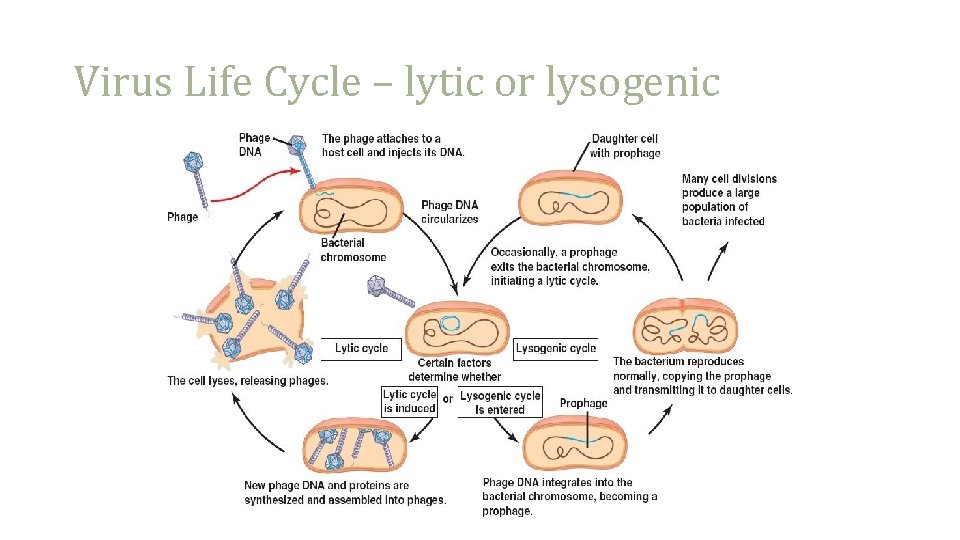 Virus Life Cycle – lytic or lysogenic 