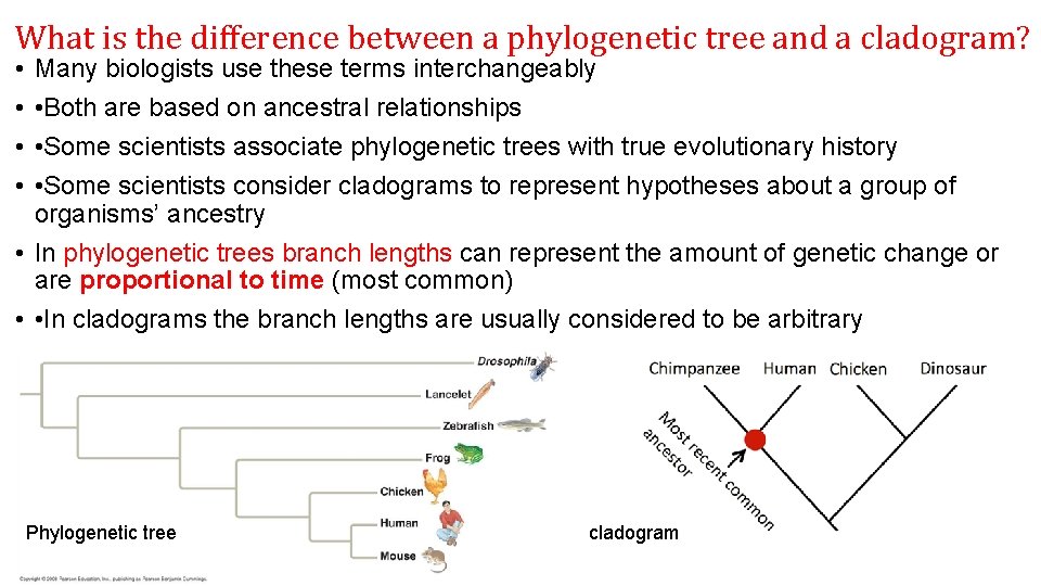 What is the difference between a phylogenetic tree and a cladogram? • • Many