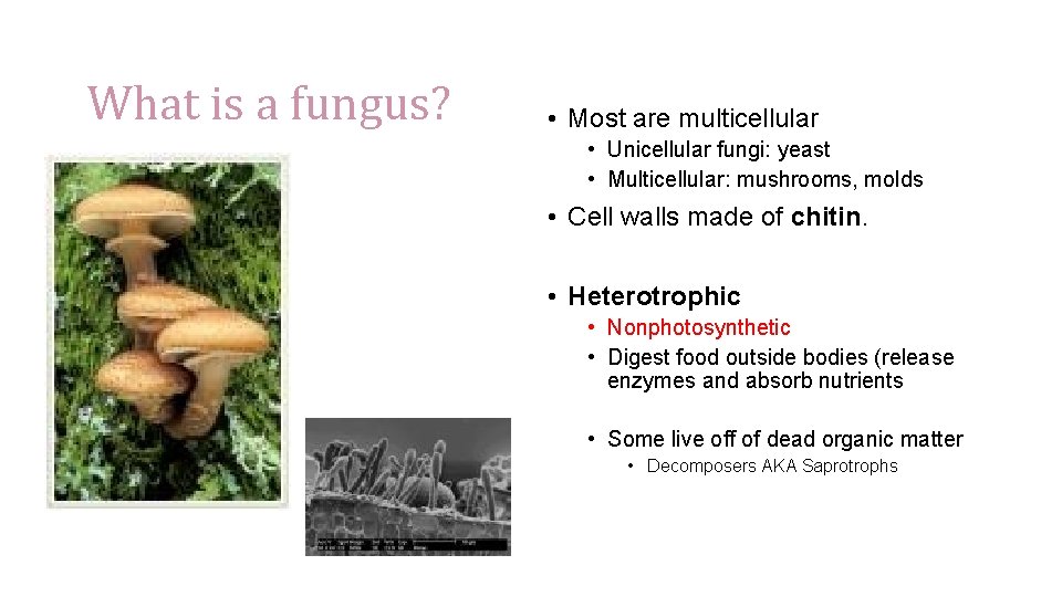 What is a fungus? • Most are multicellular • Unicellular fungi: yeast • Multicellular: