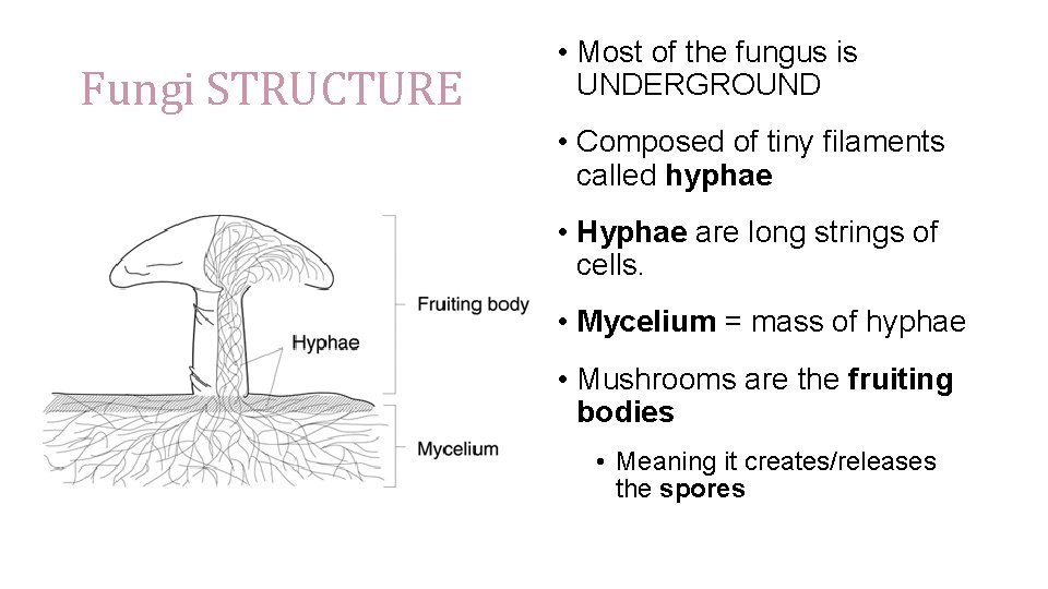 Fungi STRUCTURE • Most of the fungus is UNDERGROUND • Composed of tiny filaments