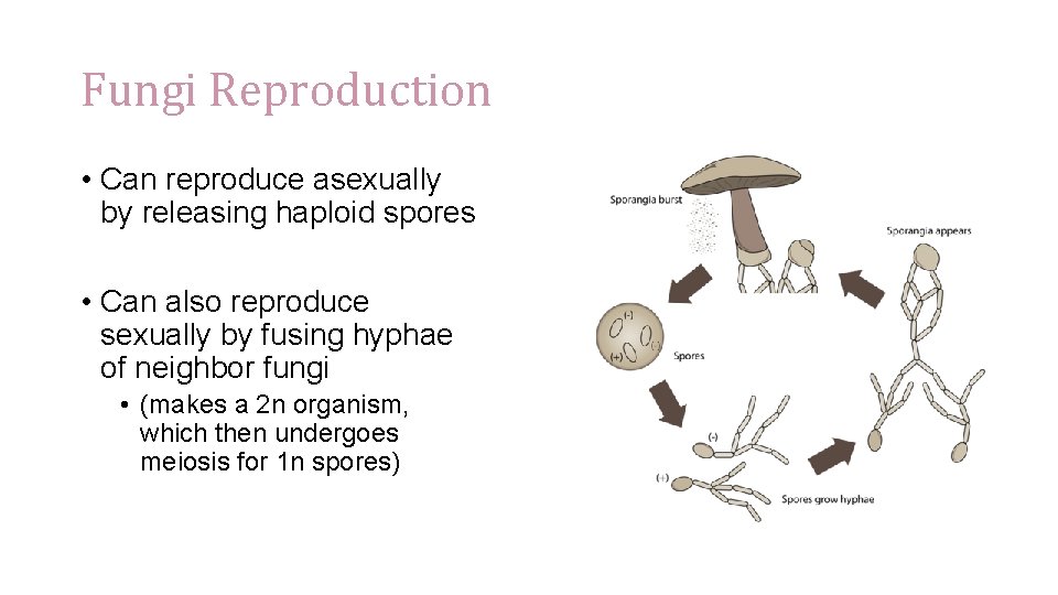 Fungi Reproduction • Can reproduce asexually by releasing haploid spores • Can also reproduce