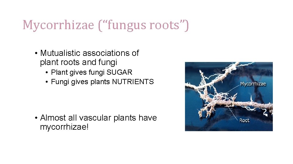 Mycorrhizae (“fungus roots”) • Mutualistic associations of plant roots and fungi • Plant gives