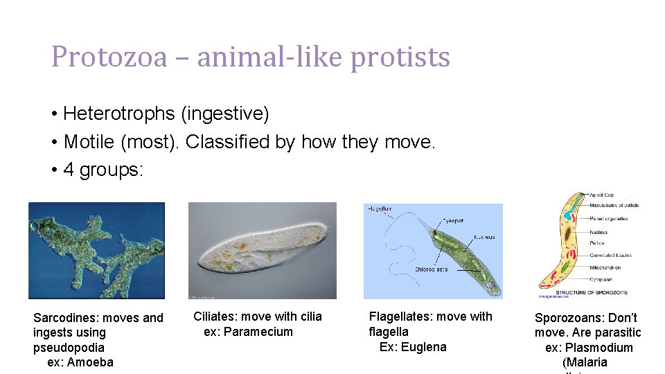 Protozoa – animal-like protists • Heterotrophs (ingestive) • Motile (most). Classified by how they