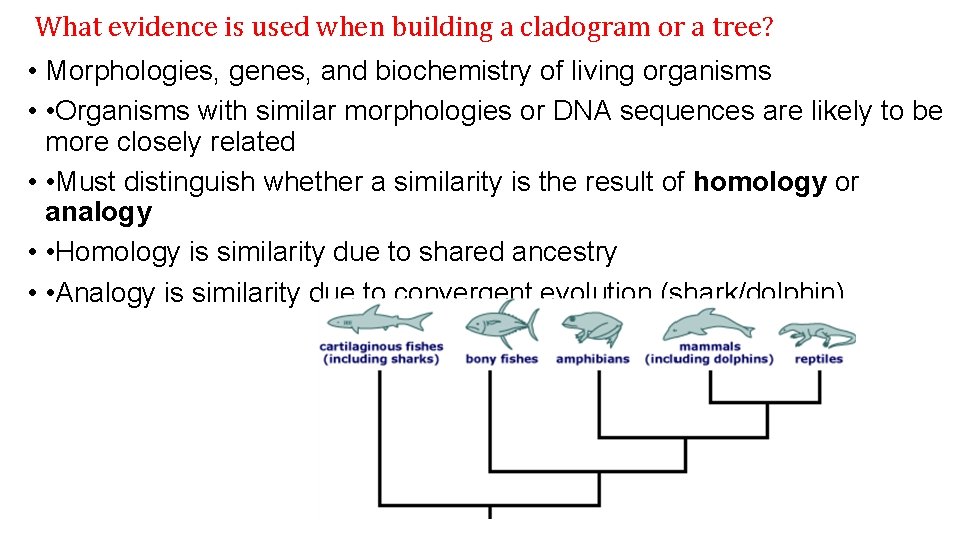 What evidence is used when building a cladogram or a tree? • Morphologies, genes,