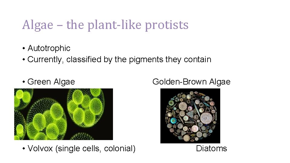 Algae – the plant-like protists • Autotrophic • Currently, classified by the pigments they