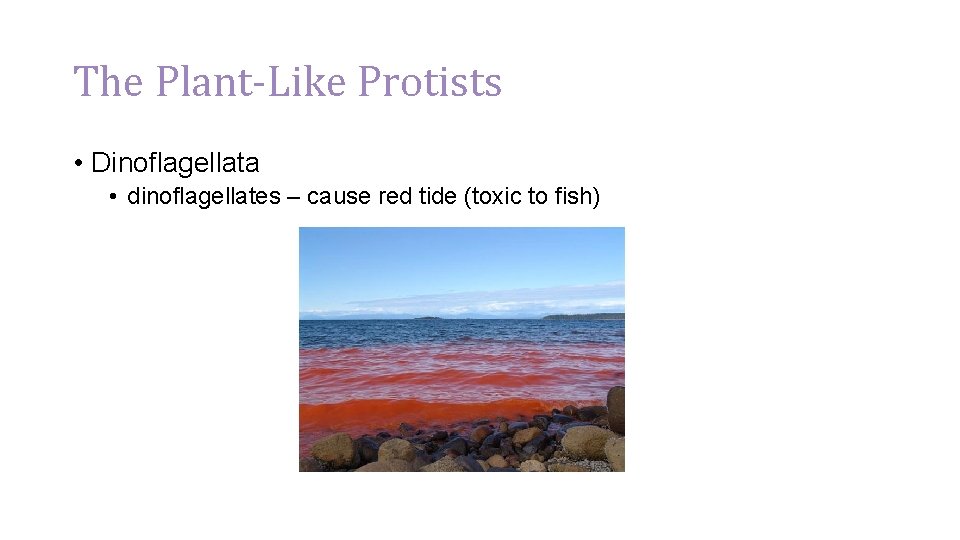 The Plant-Like Protists • Dinoflagellata • dinoflagellates – cause red tide (toxic to fish)