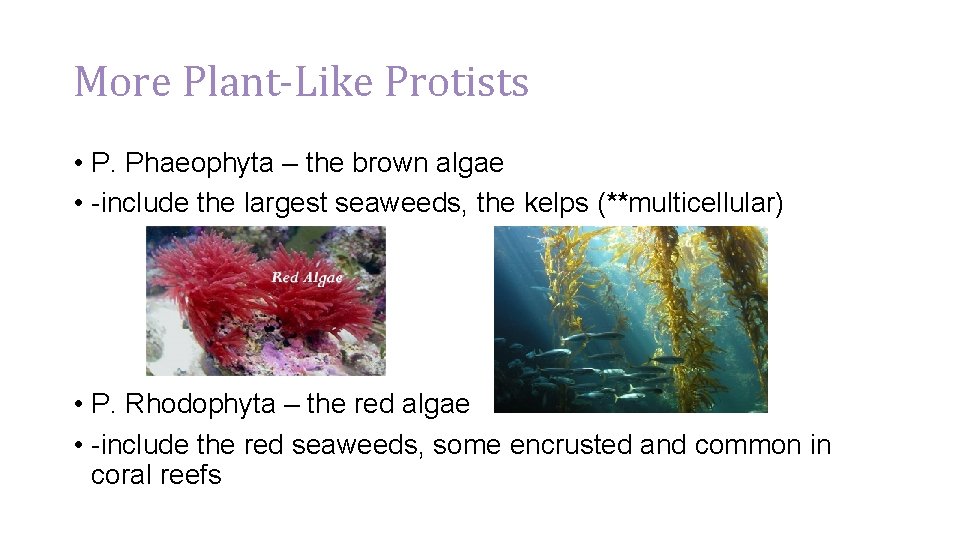 More Plant-Like Protists • P. Phaeophyta – the brown algae • -include the largest