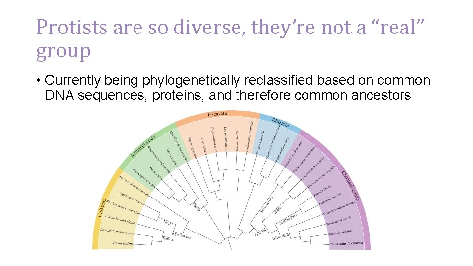 Protists are so diverse, they’re not a “real” group • Currently being phylogenetically reclassified