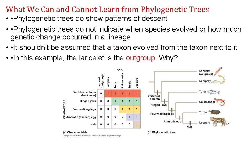 What We Can and Cannot Learn from Phylogenetic Trees • • Phylogenetic trees do