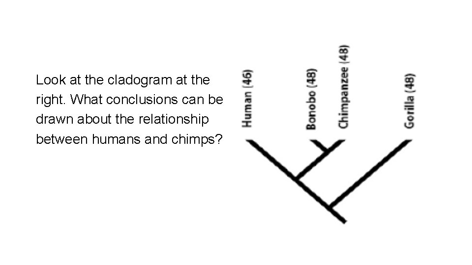 Look at the cladogram at the right. What conclusions can be drawn about the