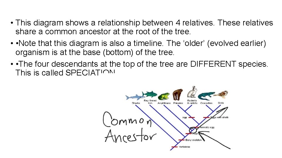  • This diagram shows a relationship between 4 relatives. These relatives share a