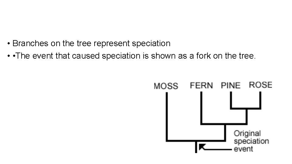  • Branches on the tree represent speciation • • The event that caused