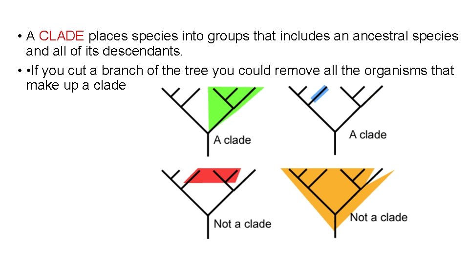  • A CLADE places species into groups that includes an ancestral species and