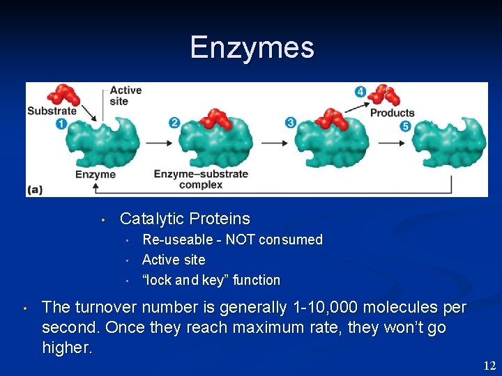 Enzymes • Catalytic Proteins • • Re-useable - NOT consumed Active site “lock and