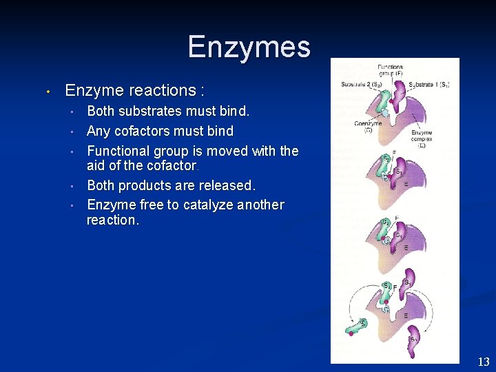 Enzymes • Enzyme reactions : • • • Both substrates must bind. Any cofactors
