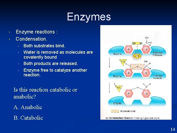 Enzymes • • Enzyme reactions : Condensation. • • Both substrates bind. Water is