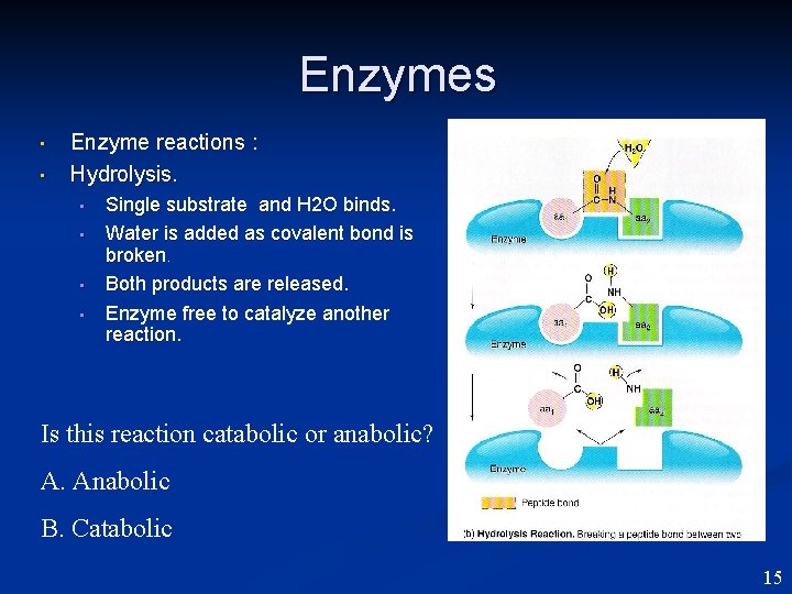 Enzymes • • Enzyme reactions : Hydrolysis. • • Single substrate and H 2