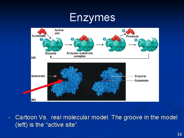 Enzymes • Cartoon Vs. real molecular model. The groove in the model (left) is