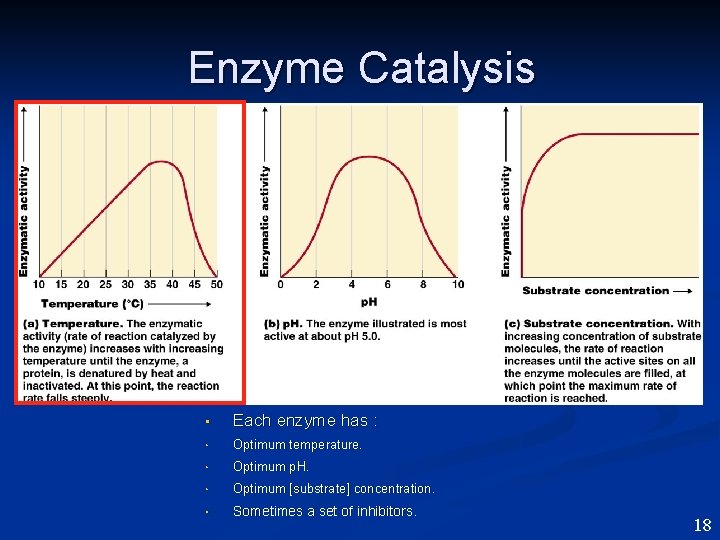 Enzyme Catalysis • Each enzyme has : • Optimum temperature. • Optimum p. H.