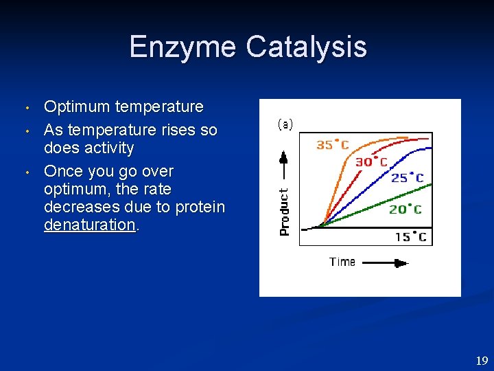 Enzyme Catalysis • • • Optimum temperature As temperature rises so does activity Once