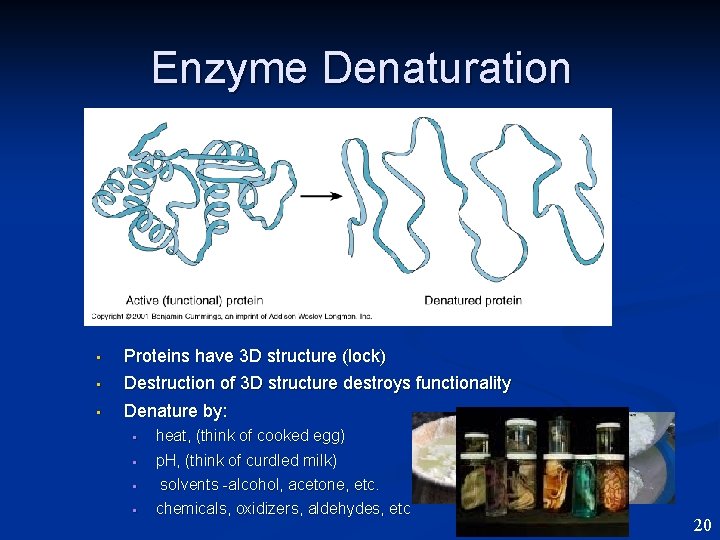 Enzyme Denaturation • Proteins have 3 D structure (lock) Destruction of 3 D structure