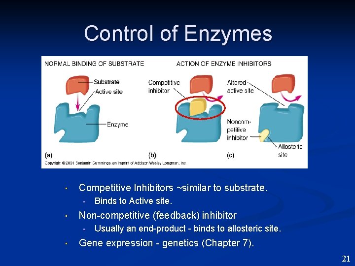 Control of Enzymes • Competitive Inhibitors ~similar to substrate. • • Non-competitive (feedback) inhibitor