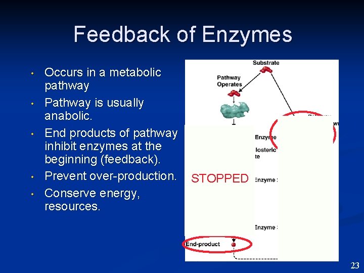 Feedback of Enzymes • • • Occurs in a metabolic pathway Pathway is usually