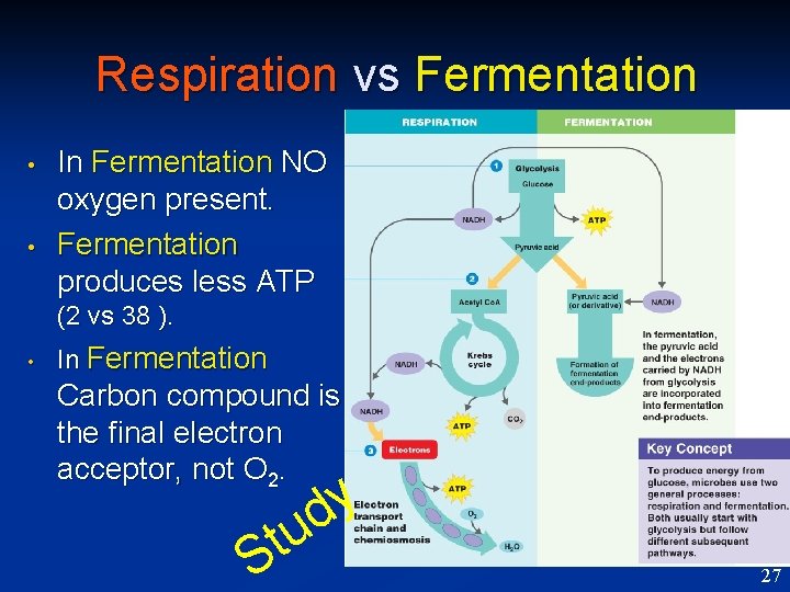 Respiration vs Fermentation • • In Fermentation NO oxygen present. Fermentation produces less ATP