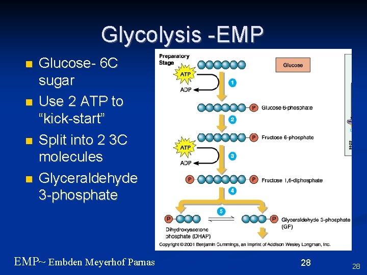 Glycolysis -EMP n n Glucose- 6 C sugar Use 2 ATP to “kick-start” Split