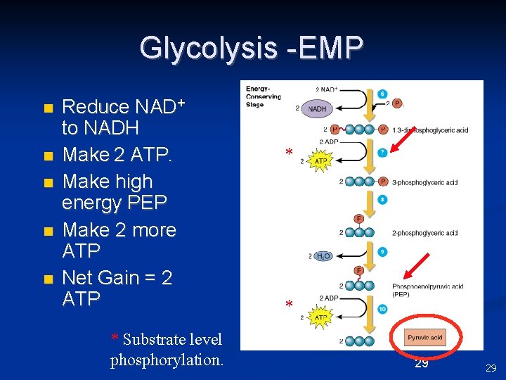 Glycolysis -EMP n n n Reduce NAD+ to NADH Make 2 ATP. Make high