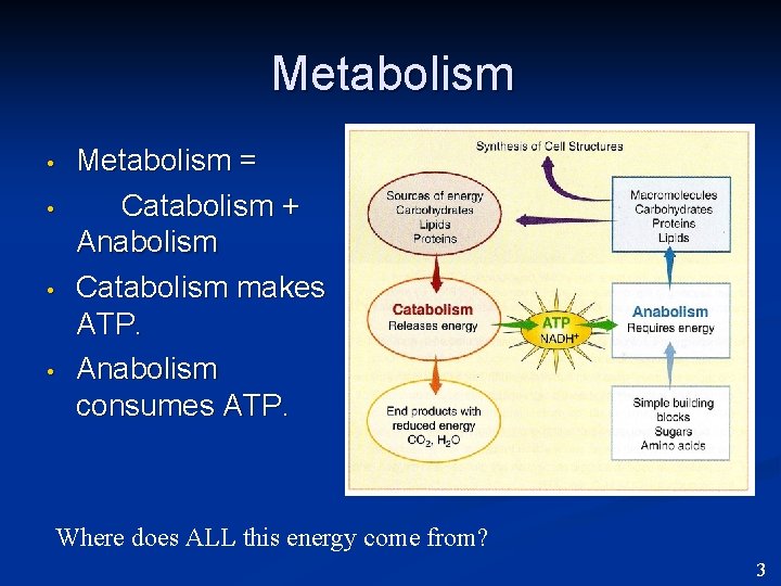 Metabolism • • Metabolism = Catabolism + Anabolism Catabolism makes ATP. Anabolism consumes ATP.