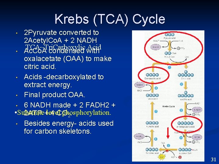 Krebs (TCA) Cycle 2 Pyruvate converted to 2 Acetyl. Co. A + 2 NADH