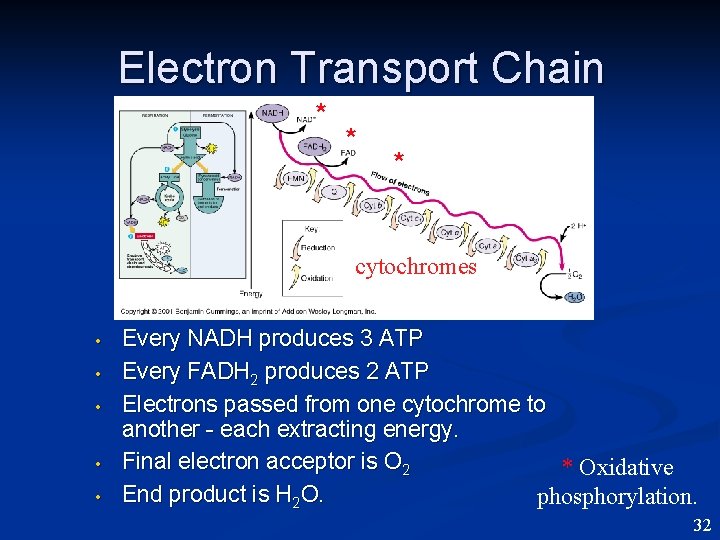 Electron Transport Chain * * * cytochromes • • • Every NADH produces 3
