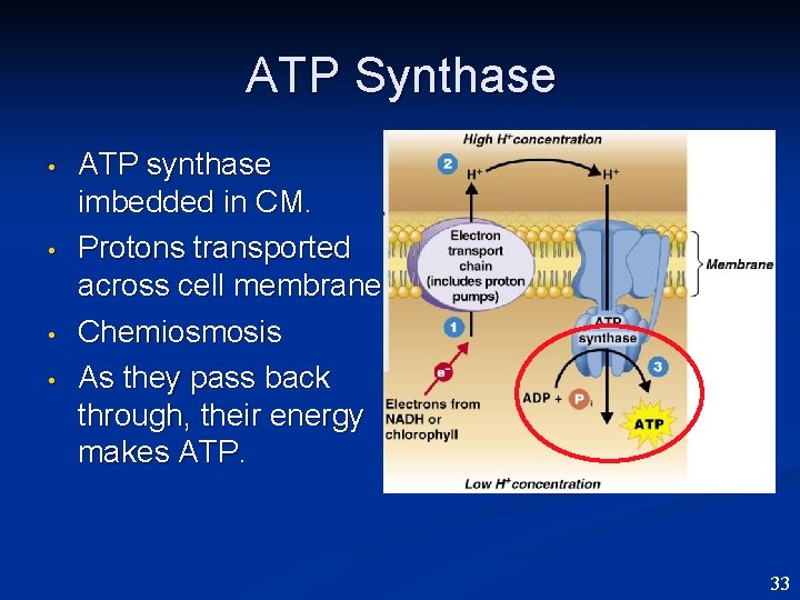 ATP Synthase • • ATP synthase imbedded in CM. Protons transported across cell membrane