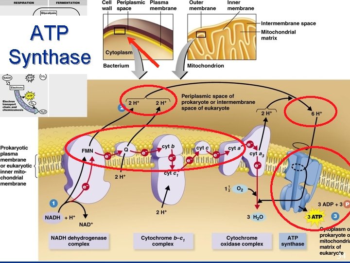ATP Synthase 34 